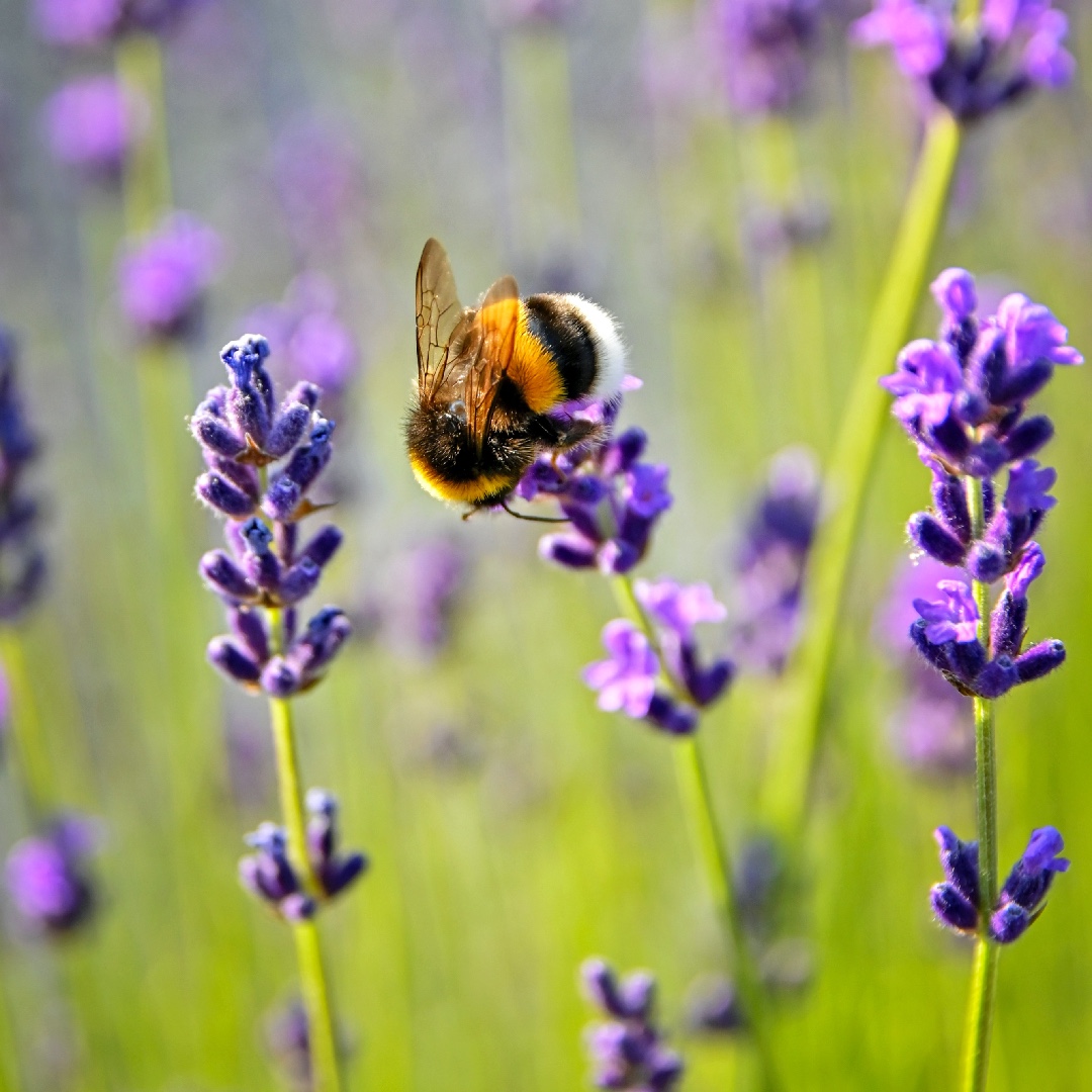 protection de l'environnement abeilles ruches Viv'Event